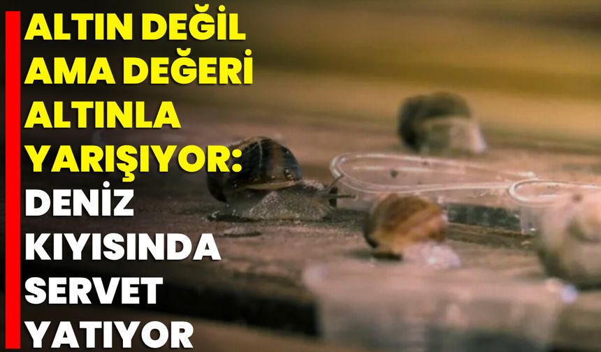 Altın Değil Ama Değeri Altınla Yarışıyor: Deniz Kıyısında Servet Yatıyor