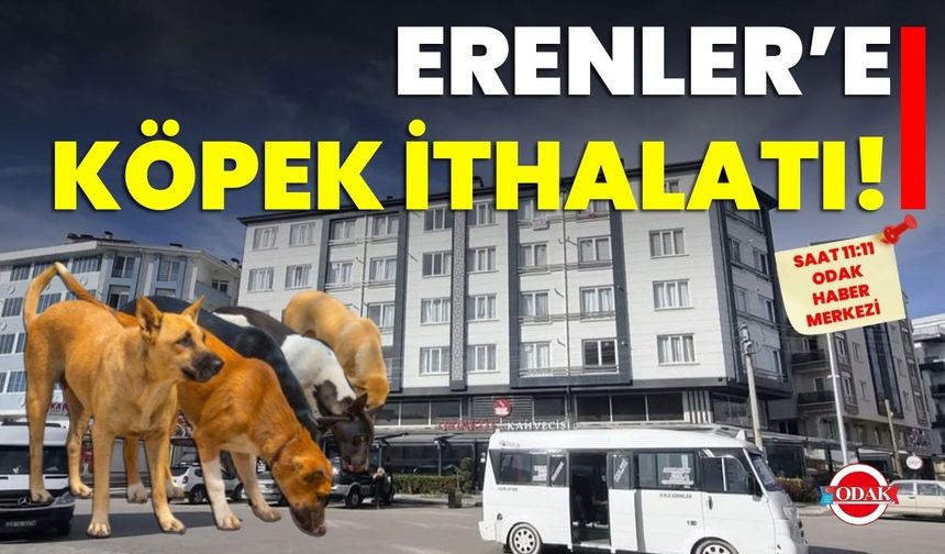 Erenler’e Köpek İthalatı!