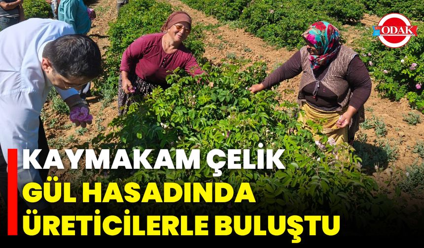 Kaymakam Çelik Gül Hasadında Üreticilerle Buluştu