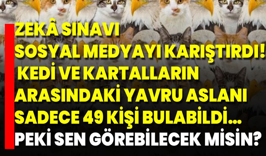 Zekâ Sınavı Sosyal Medyayı Karıştırdı! Kedi Ve Kartalların Arasındaki Yavru Aslanı Sadece 49 Kişi Bulabildi… Peki Sen Gö