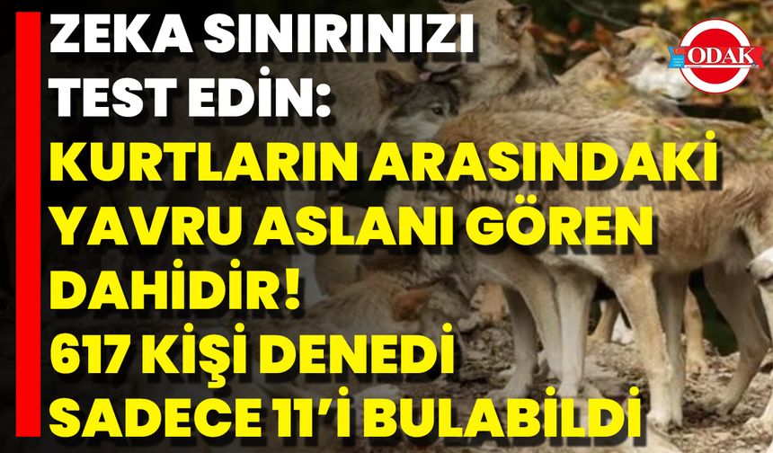 Zeka Sınırınızı Test Edin: Kurtların Arasındaki Yavru Aslanı Gören Dahidir! 617 Kişi Denedi, Sadece 11’i Bulabildi