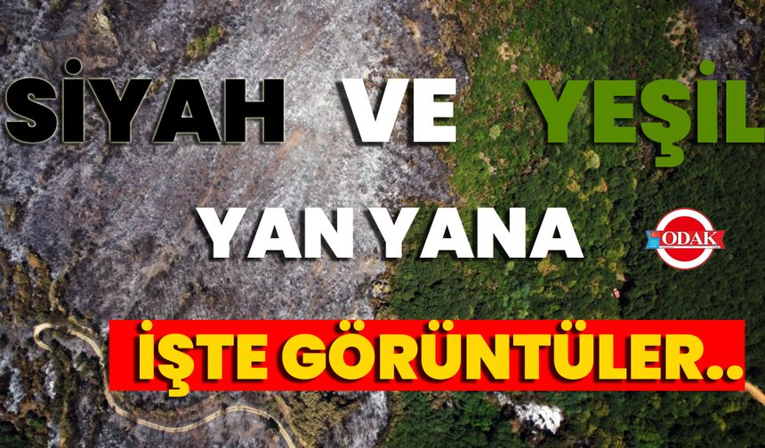 Siyah Ve Yeşil Yan Yana