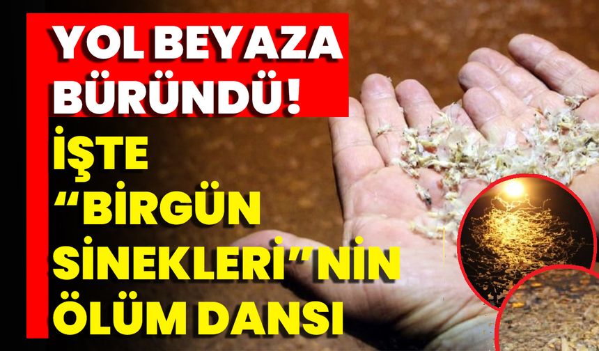 Yol Beyaza Büründü! İşte Birgün Sineklerinin Ölüm Dansı