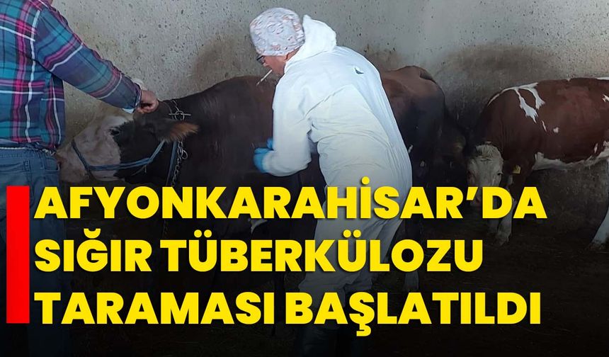 Afyonkarahisar’da sığır tüberkülozu taraması başlatıldı