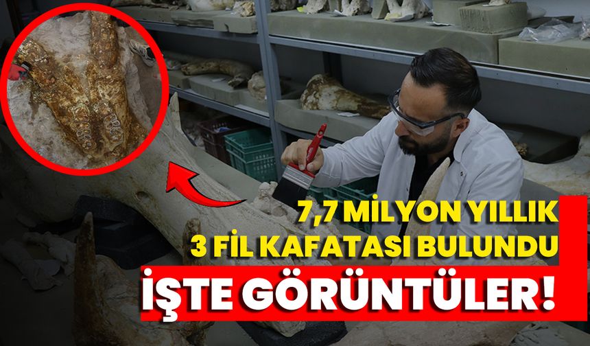 7,7 Milyon Yıllık 3 Fil Kafatası Bulundu İşte Görüntüler!