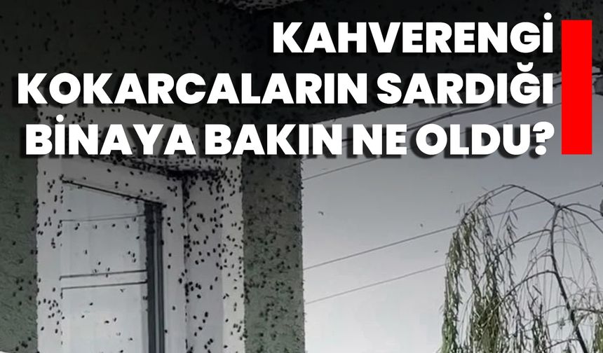 Kahverengi Kokarcaların Sardığı Binaya Bakın Ne Oldu?