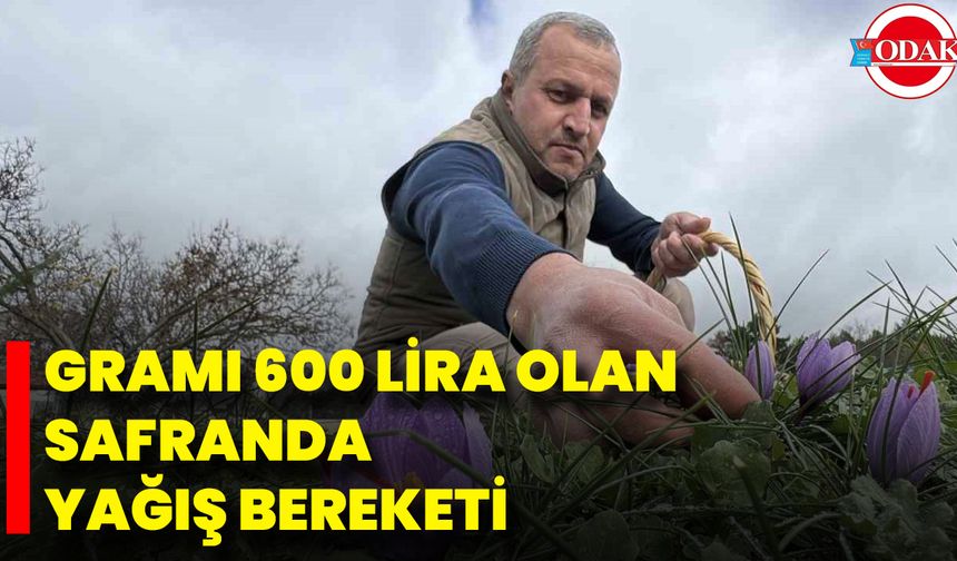 Gramı 600 Lira Olan Safranda Yağış Bereketi