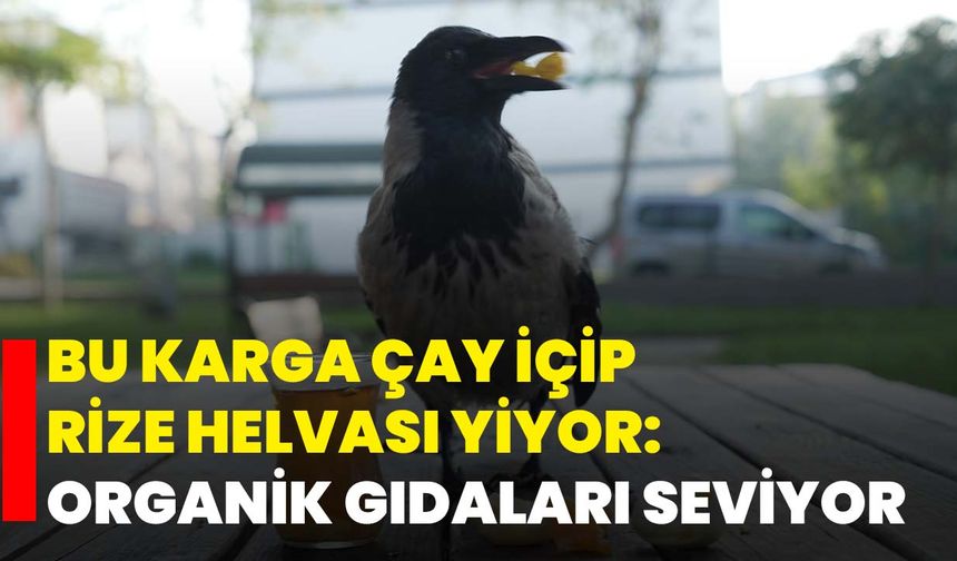 Bu karga çay içip Rize helvası yiyor: Organik gıdaları seviyor