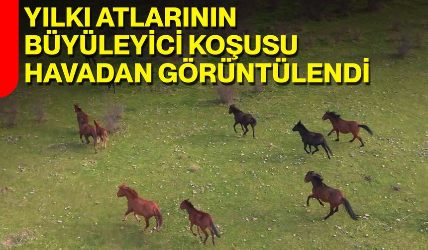 Yılkı Atlarının Büyüleyici Koşusu Havadan Görüntülendi