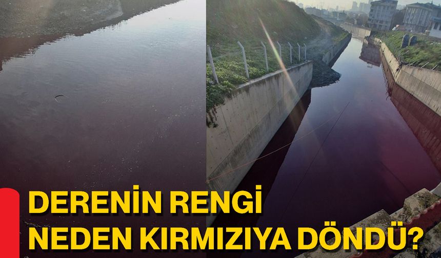 Derenin Rengi Neden Kırmızıya Döndü?