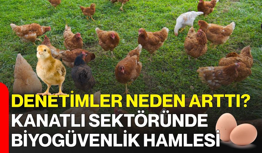 Denetimler Neden Arttı? Kanatlı Sektöründe Biyogüvenlik Hamlesi
