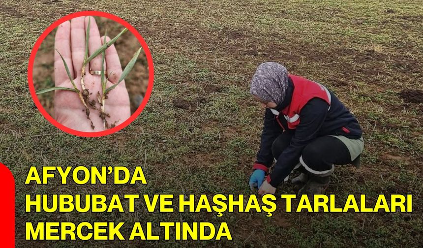 Afyon’da Hububat ve Haşhaş Tarlaları Mercek Altında