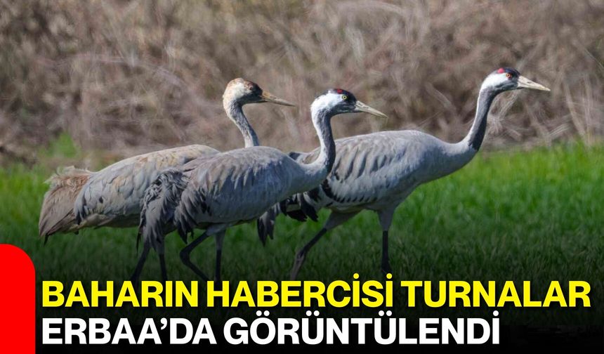 Baharın Habercisi Turnalar Erbaa’da Görüntülendi