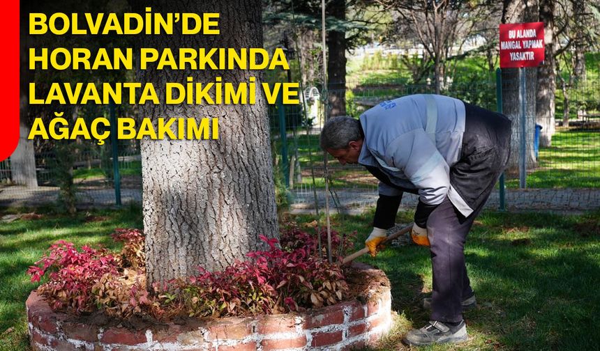 Bolvadin’de Horan Parkında Lavanta Dikimi ve Ağaç Bakımı