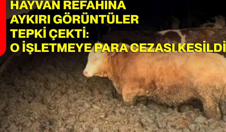 Hayvan Refahına Aykırı Görüntüler Tepki Çekti: O İşletmeye Para Cezası Kesildi