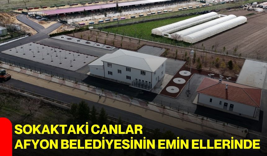 Sokaktaki Canlar Afyon Belediyesinin Emin Ellerinde