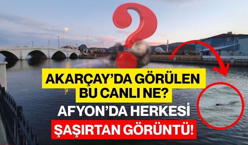 Akarçay’da görülen bu canlı ne? Afyon’da herkesi şaşırtan görüntü!