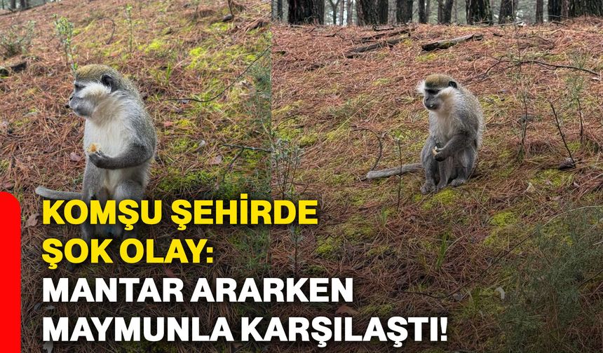 Komşu şehirde şok olay: Mantar ararken maymunla karşılaştı!