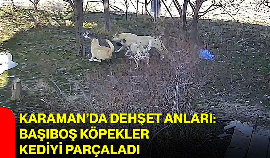 Karaman’da Dehşet Anları: Başıboş Köpekler Kediyi Parçaladı