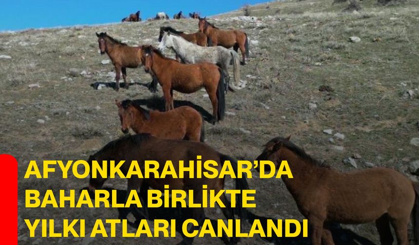 Afyonkarahisar’da Baharla Birlikte Yılkı Atları Canlandı