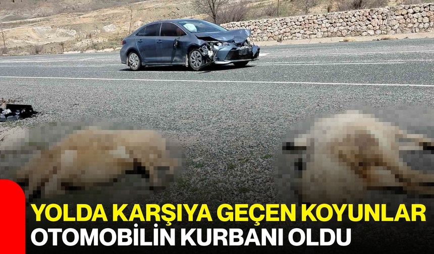 Yolda Karşıya Geçen Koyunlar Otomobilin Kurbanı Oldu