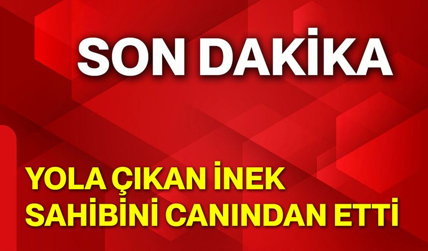 Yola Çıkan İnek, Sahibini Canından Etti