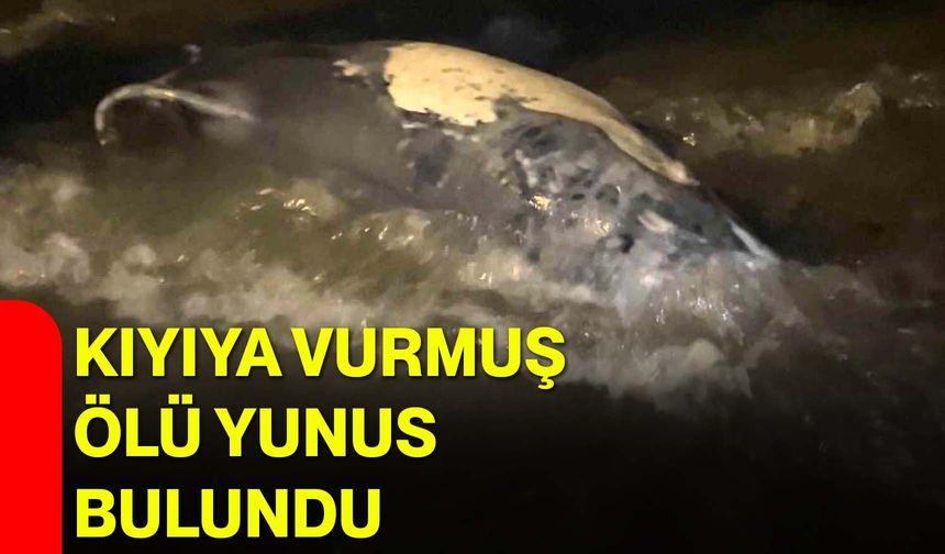 Kıyıya Vurmuş Ölü Yunus Bulundu