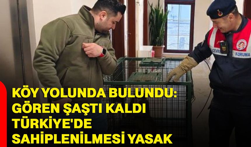 Köy Yolunda Bulundu: Gören Şaştı Kaldı: Türkiye'de Sahiplenilmesi Yasak