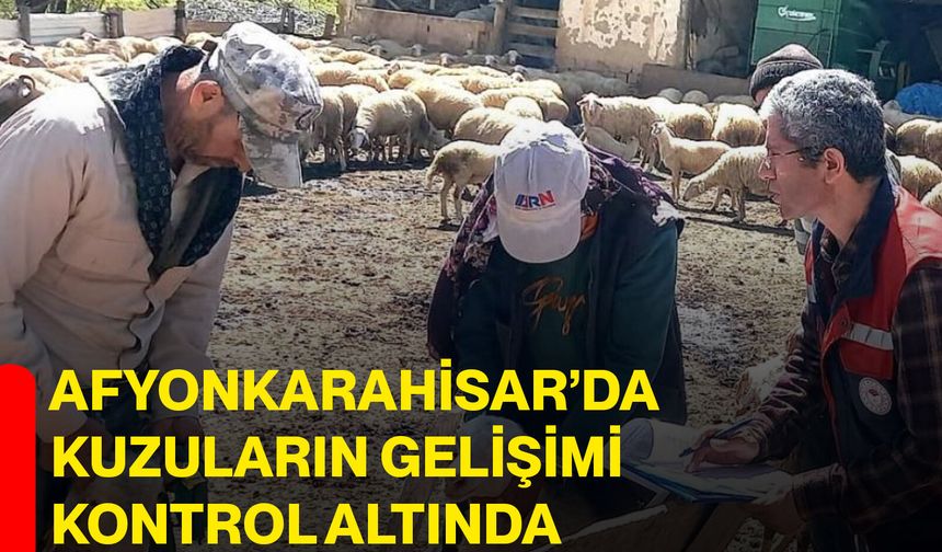 Afyonkarahisar’da kuzuların gelişimi kontrol altında