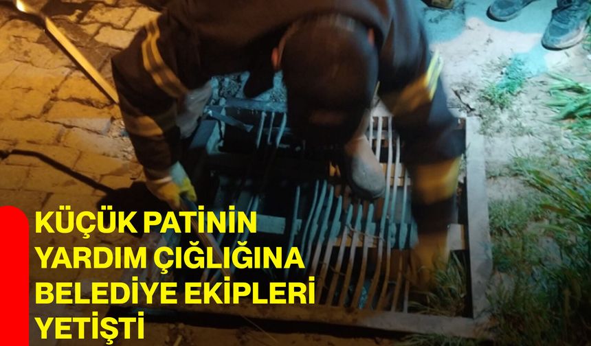 Küçük Patinin Yardım Çığlığına Belediye Ekipleri Yetişti