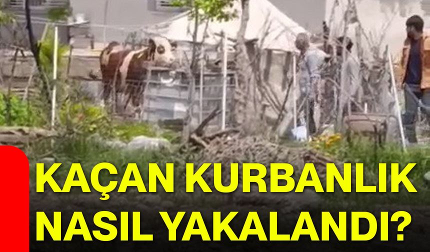 Kaçan kurbanlık nasıl yakalandı?