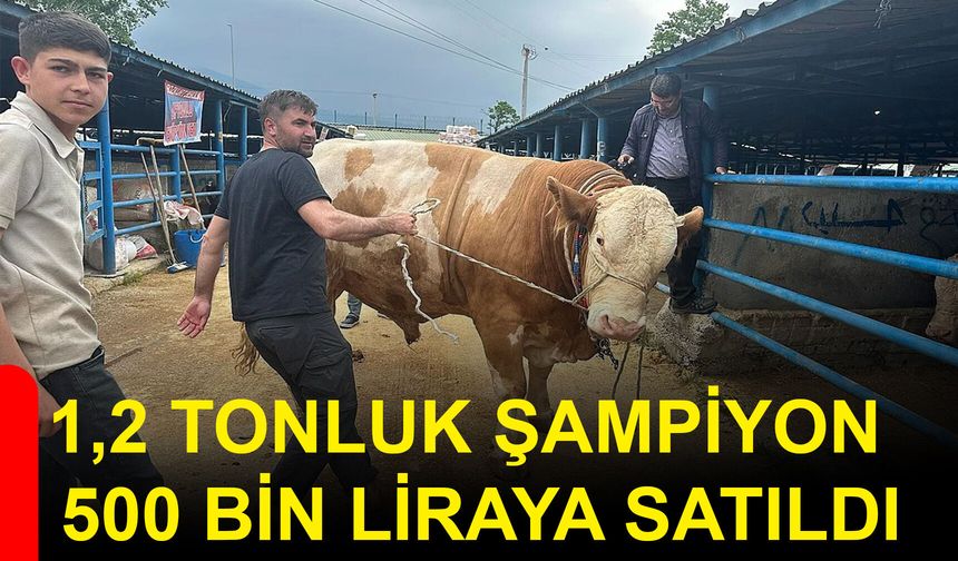 1,2 Tonluk Şampiyon 500 bin liraya satıldı