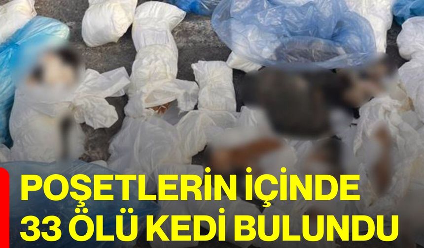 Poşetlerin içinde 33 ölü kedi bulundu