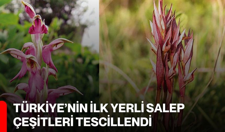 Türkiye’nin İlk Yerli Salep Çeşitleri Tescillendi