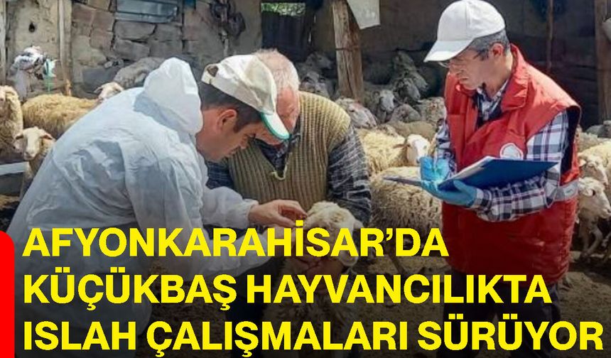 Afyonkarahisar’da küçükbaş hayvancılıkta ıslah çalışmaları sürüyor