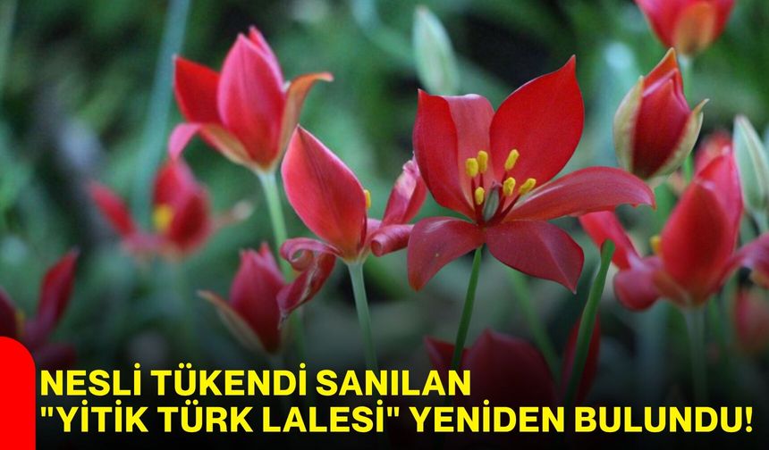 Nesli tükendi sanılan "Yitik Türk Lalesi" yeniden bulundu!