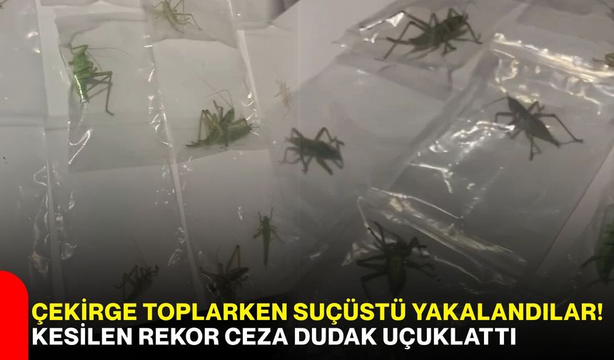 Çekirge toplarken suçüstü yakalandılar! Kesilen rekor ceza dudak uçuklattı