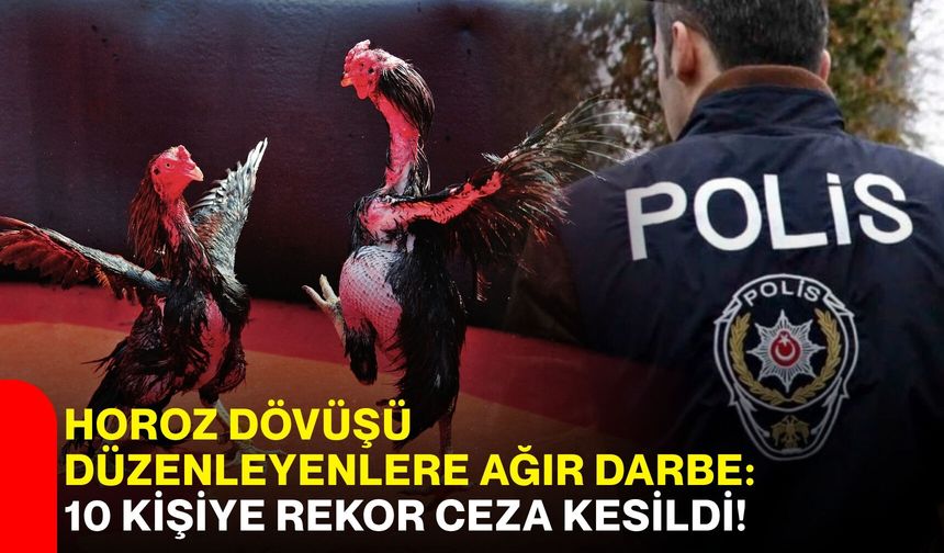 Horoz dövüşü düzenleyenlere ağır darbe: 10 kişiye rekor ceza kesildi!