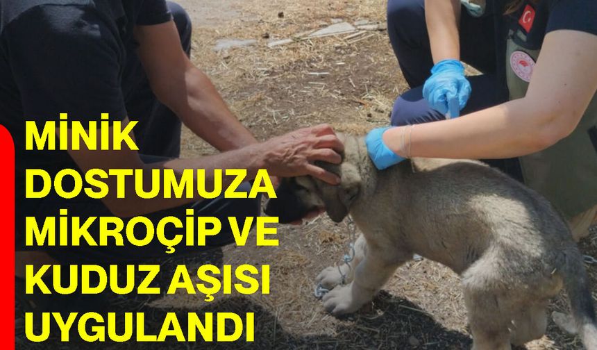 Minik dostumuza mikroçip ve kuduz aşısı uygulandı
