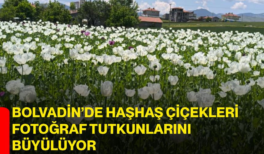 Bolvadin’de haşhaş çiçekleri fotoğraf tutkunlarını büyülüyor