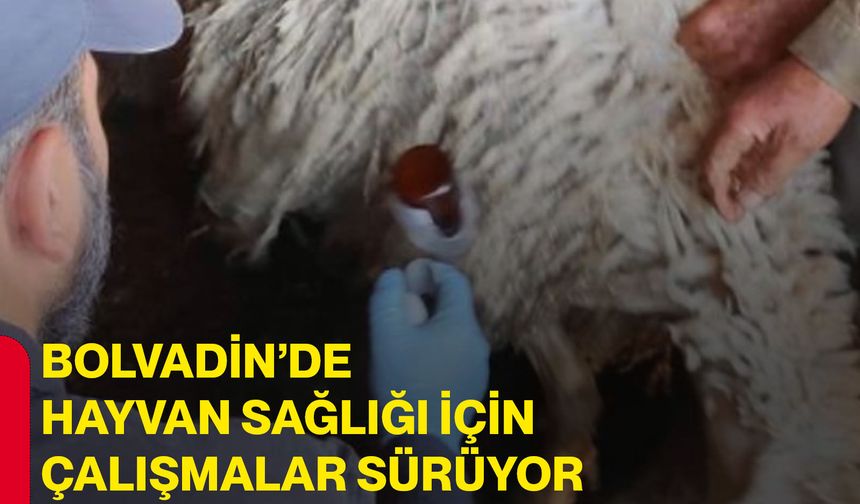 Bolvadin’de hayvan sağlığı için çalışmalar sürüyor