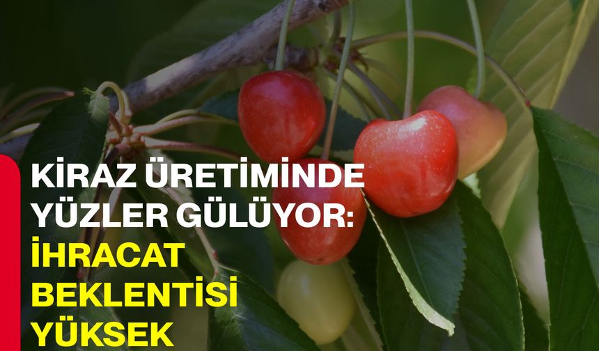 Kiraz üretiminde yüzler gülüyor: İhracat beklentisi yüksek