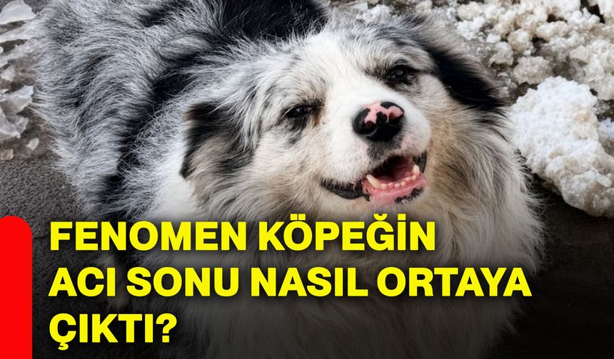 Fenomen köpeğin acı sonu nasıl ortaya çıktı?