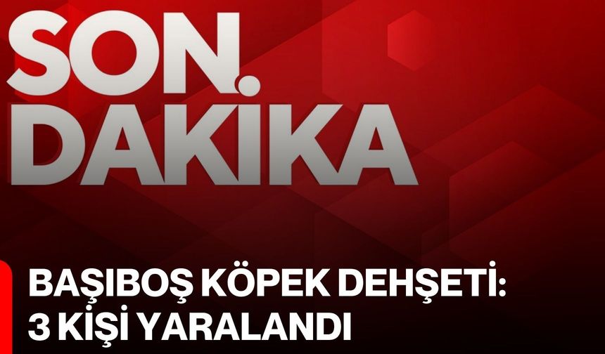 Başıboş köpek dehşeti: 3 kişi yaralandı