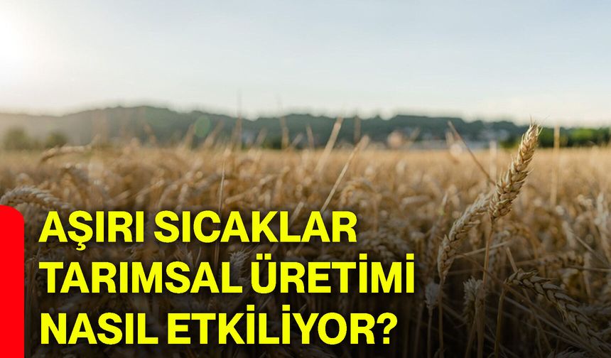 Aşırı sıcaklar tarımsal üretimi nasıl etkiliyor?