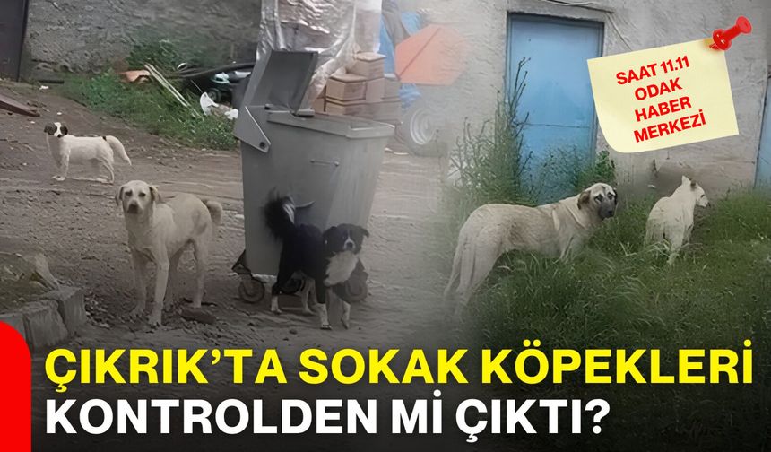 Çıkrık’ta sokak köpekleri kontrolden mi çıktı?
