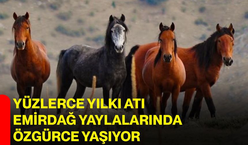 Yüzlerce yılkı atı Emirdağ yaylalarında özgürce yaşıyor