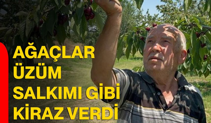 Ağaçlar üzüm salkımı gibi kiraz verdi