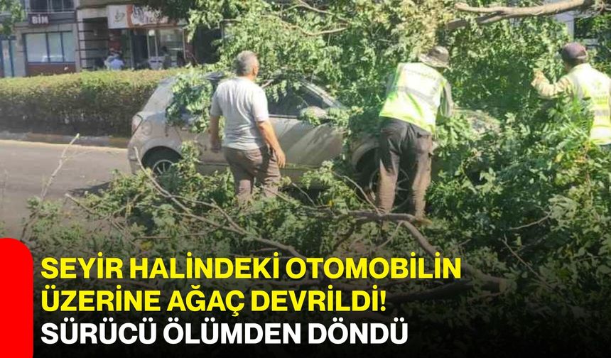 Seyir halindeki otomobilin üzerine ağaç devrildi! Sürücü ölümden döndü