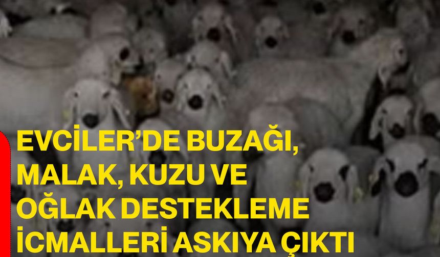 Evciler’de buzağı, malak, kuzu ve oğlak destekleme icmalleri askıya çıktı